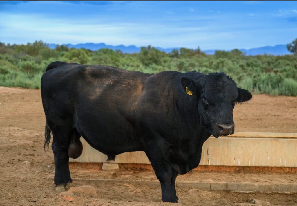 LAKE TORRENS BULL